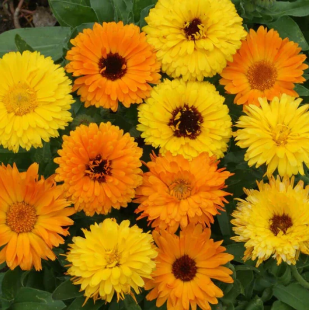 'Pacific Beauty Mix' Calendula Seeds 100pcs/pack