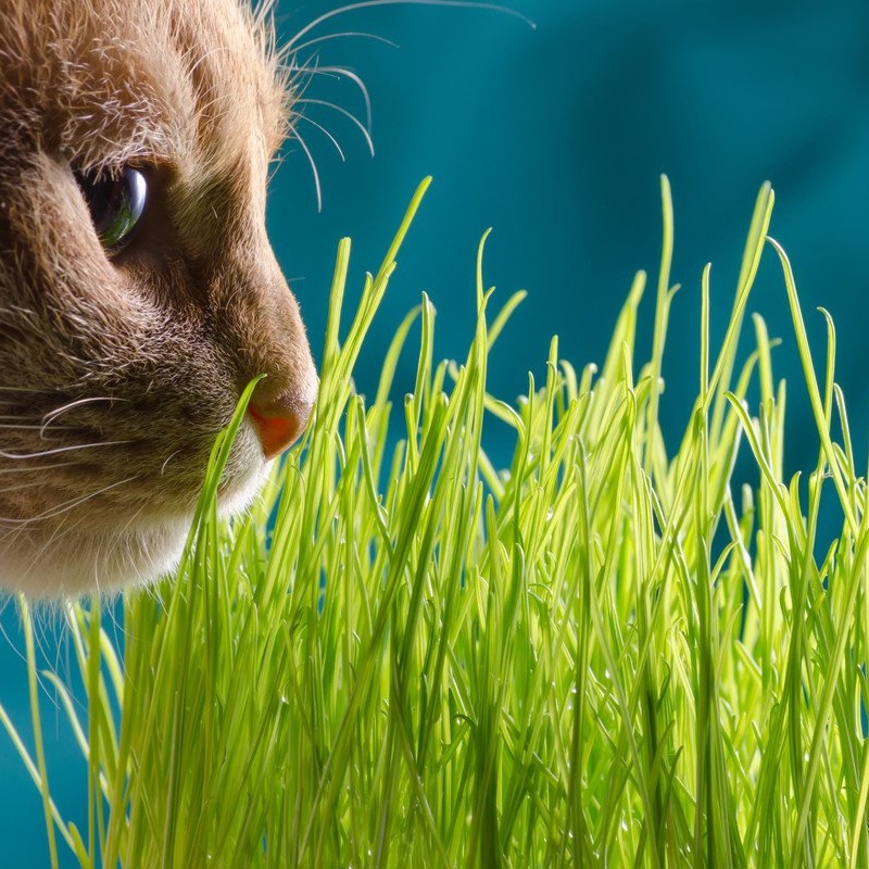 Cat Grass Seeds 12 Oz/1 Lb - Seed Blend