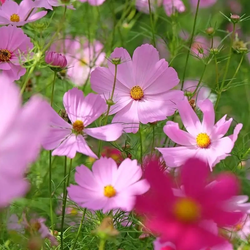 Sensation Mixed Cosmos Seeds For Planting
