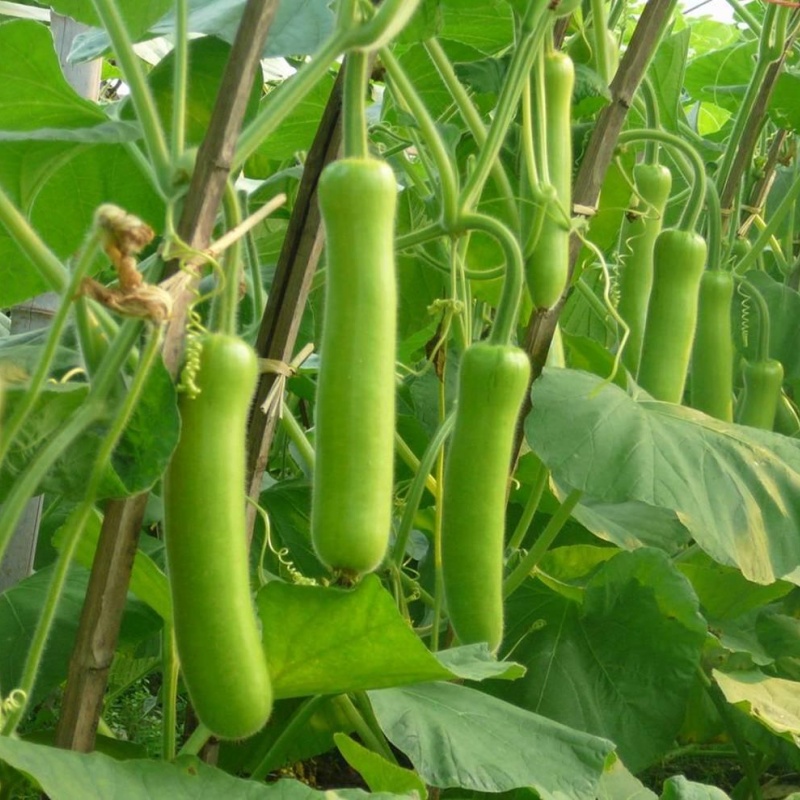 Cucuzzi Culinary Gourd Pkt (3g, approx. 20 seeds)