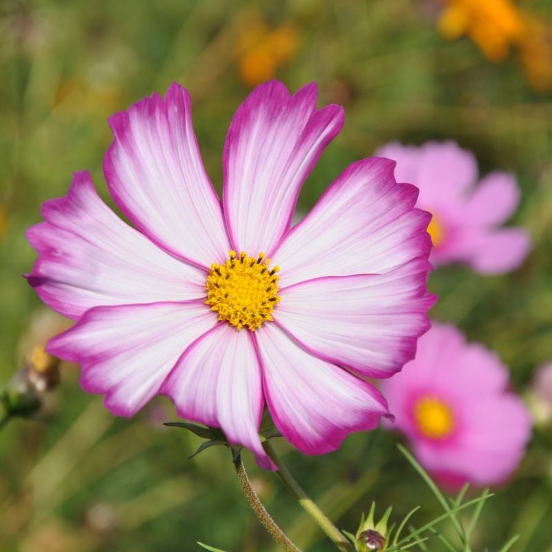 Sensation Mixed Cosmos Seeds For Planting