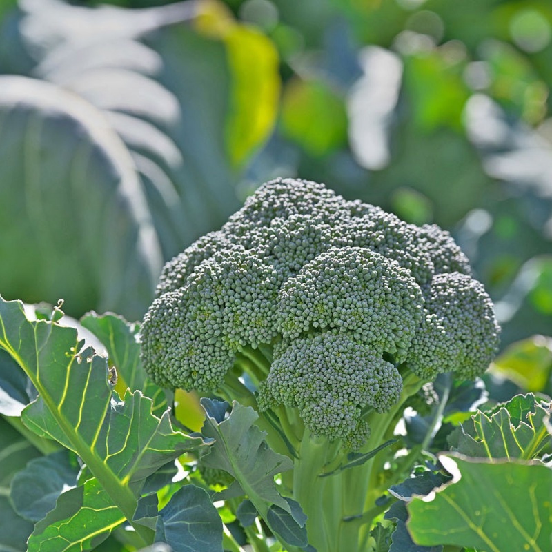 De Cicco Broccoli, 2 g