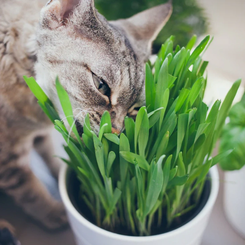 12 Oz/1 Lb Cat Grass Seeds - Wheatgrass