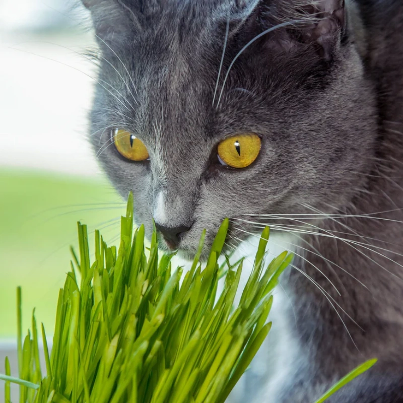 12 Oz/1 Lb Cat Grass Seeds - Wheatgrass