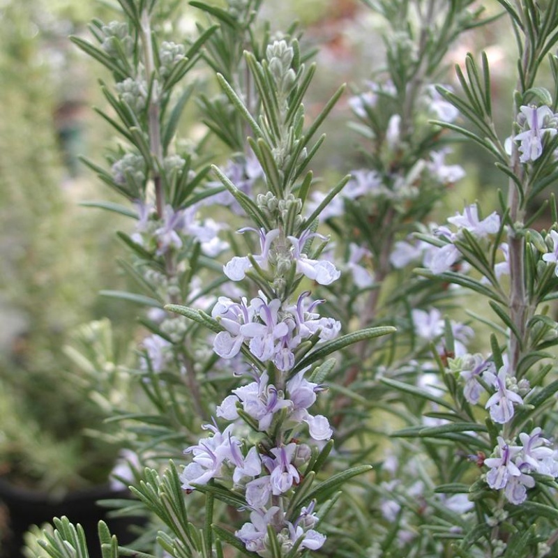 100 Seeds Per Packet Rosemary Herb Seeds For Planting (Rosemarinus officinalis)