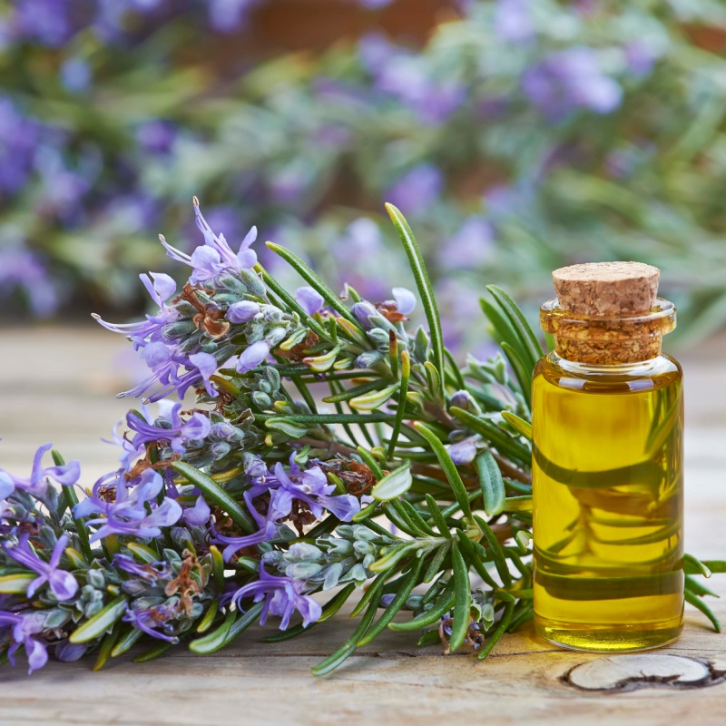100 Seeds Per Packet Rosemary Herb Seeds For Planting (Rosemarinus officinalis)