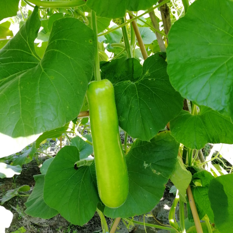 Cucuzzi Culinary Gourd Pkt (3g, approx. 20 seeds)