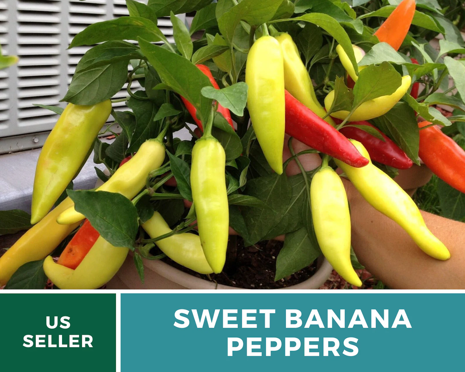  Sweet Banana Pepper Seeds – Heirloom, Award Winning Mild Variety, Non-GMO (25 Seeds) 
