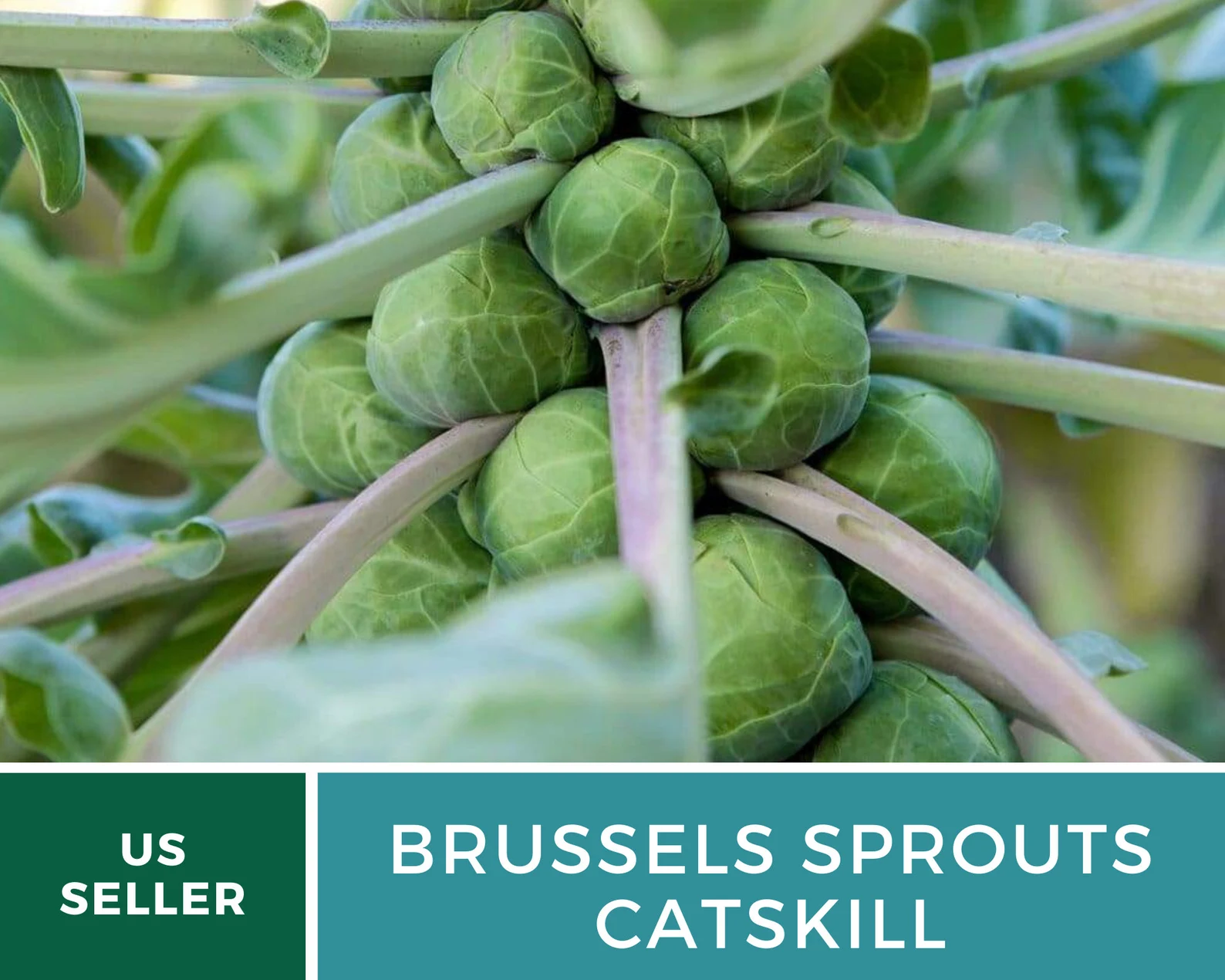  Catskill Brussels Sprouts Seeds – Heirloom, Open-Pollinated (250 Seeds) 