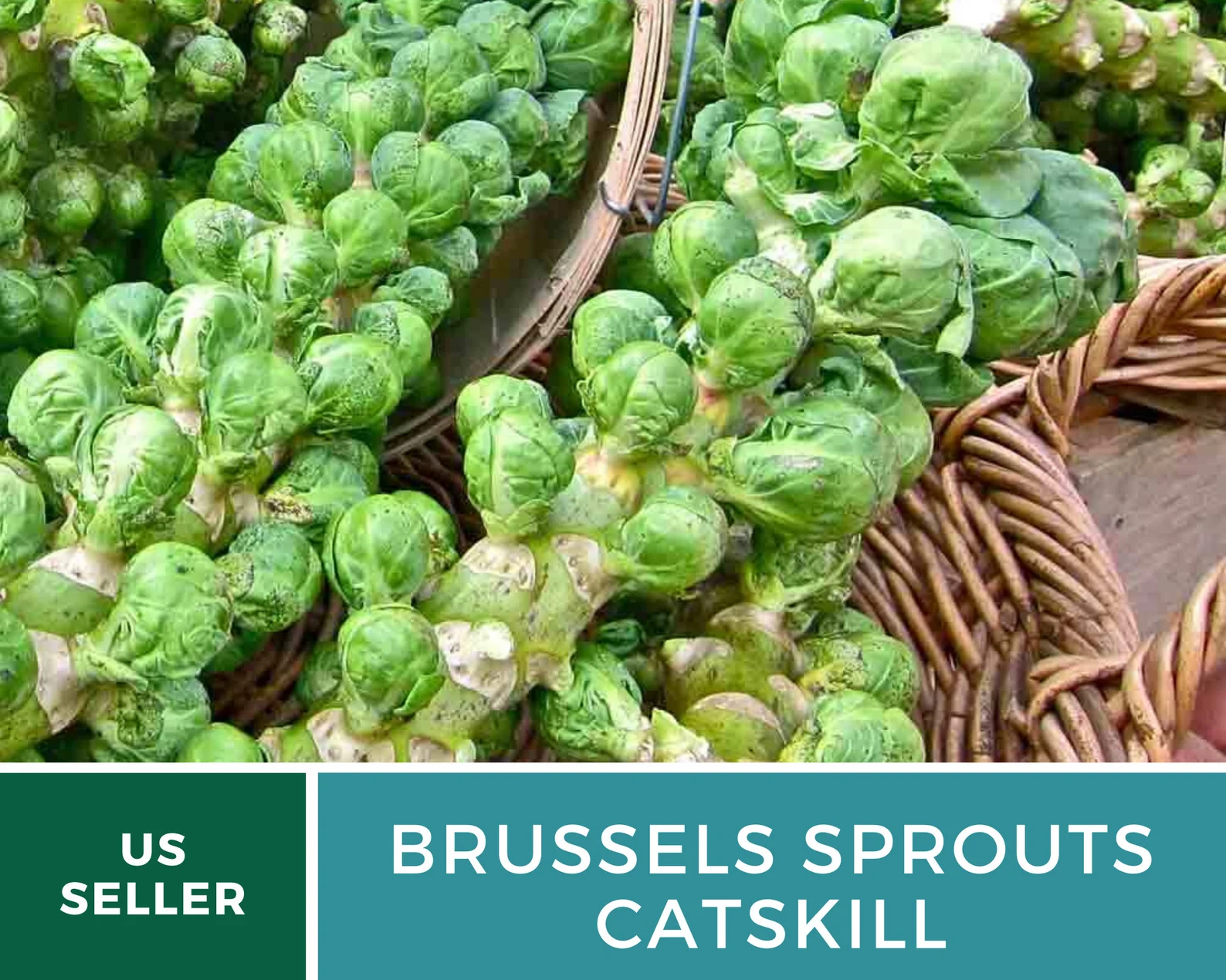  Catskill Brussels Sprouts Seeds – Heirloom, Open-Pollinated (250 Seeds) 