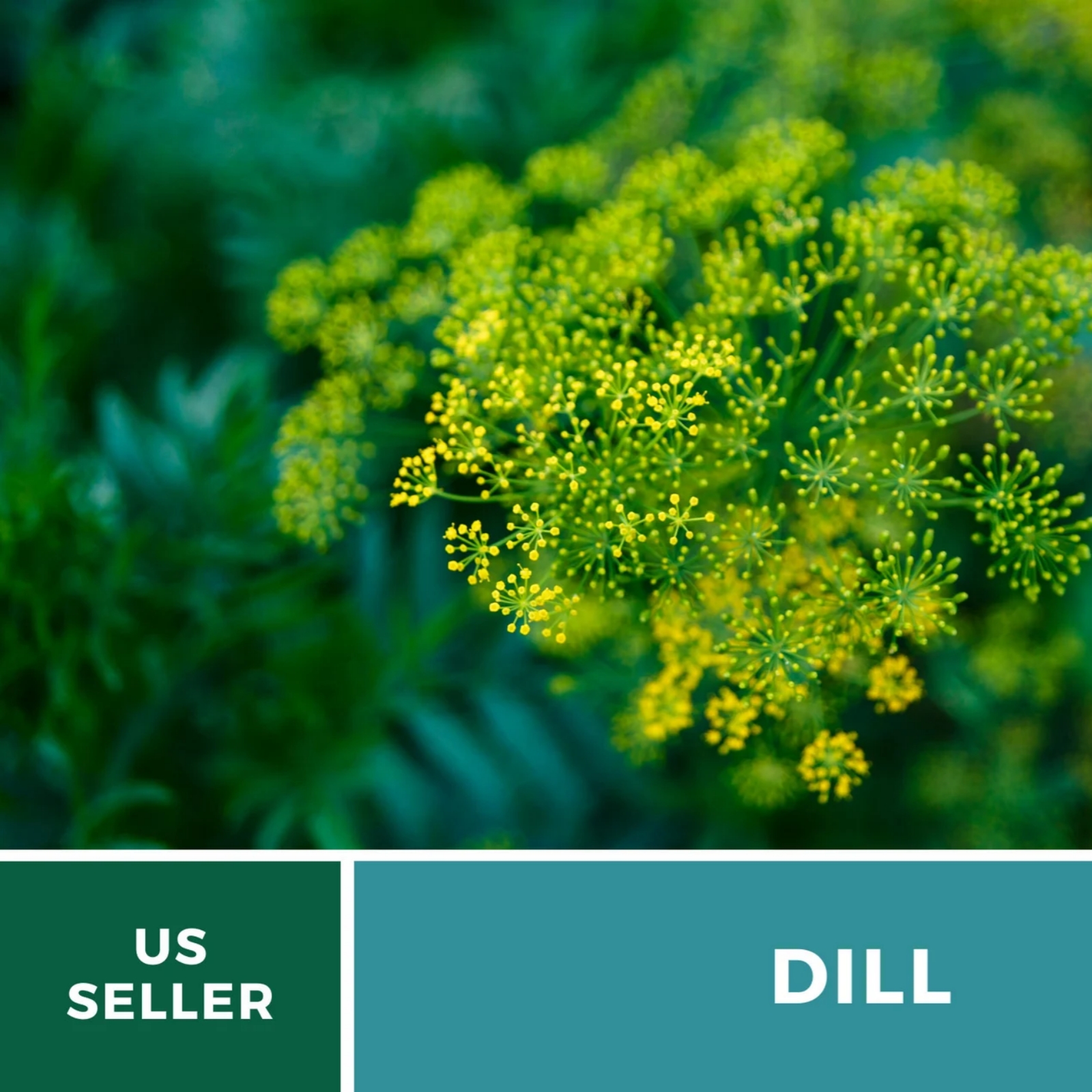 Bouquet Dill Seeds – Heirloom Culinary Herb, Non-GMO, Classic Pickling Variety (100 Seeds) 