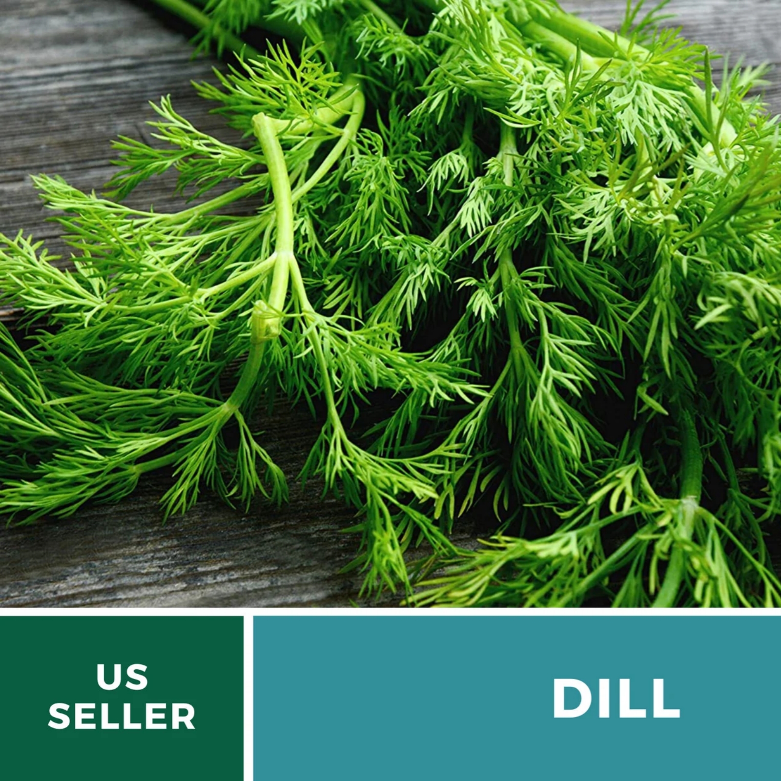 Bouquet Dill Seeds – Heirloom Culinary Herb, Non-GMO, Classic Pickling Variety (100 Seeds) 