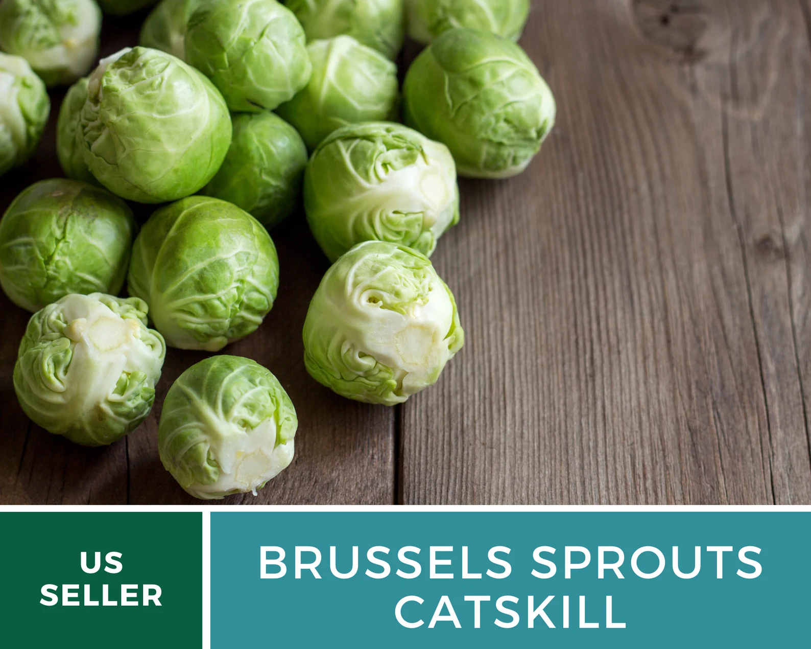  Catskill Brussels Sprouts Seeds – Heirloom, Open-Pollinated (250 Seeds) 