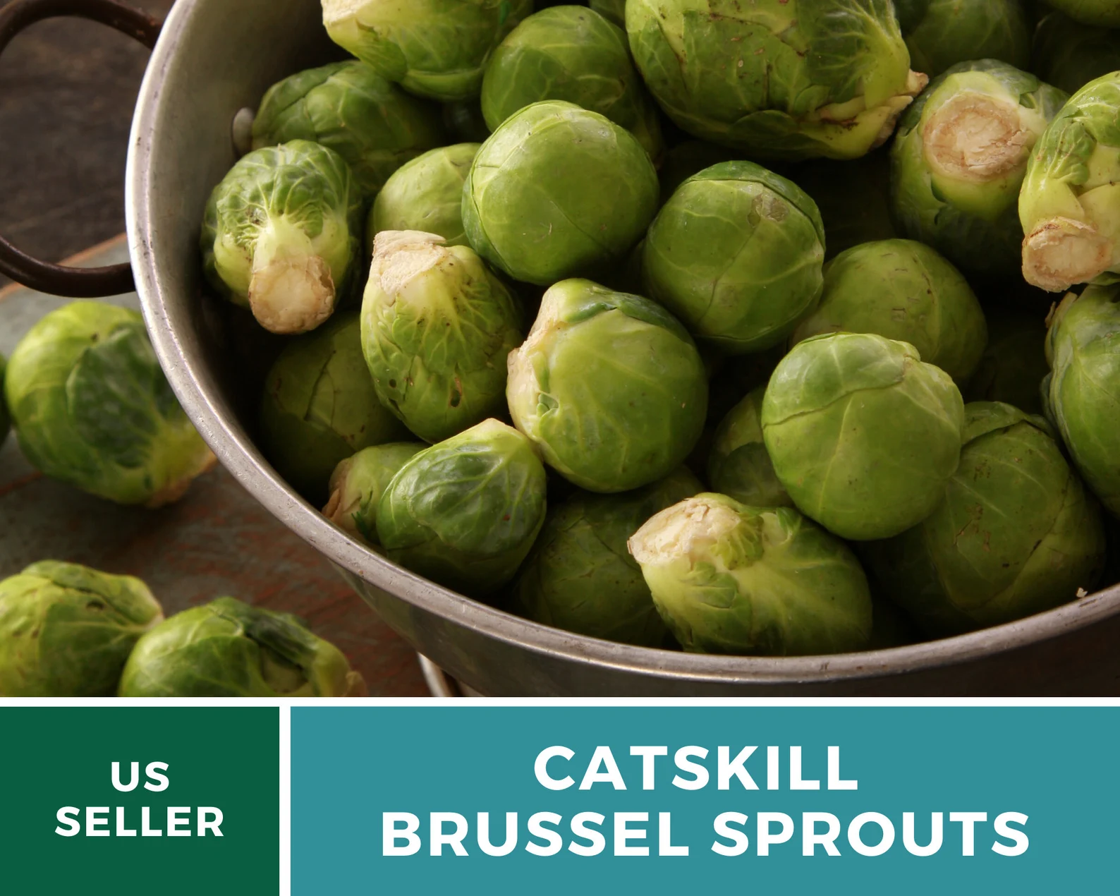  Catskill Brussels Sprouts Seeds – Heirloom, Open-Pollinated (250 Seeds) 