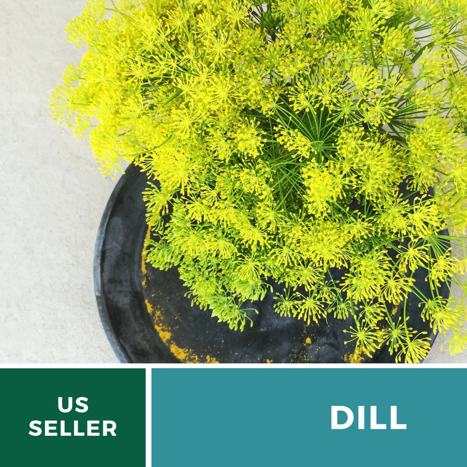 Bouquet Dill Seeds – Heirloom Culinary Herb, Non-GMO, Classic Pickling Variety (100 Seeds) 