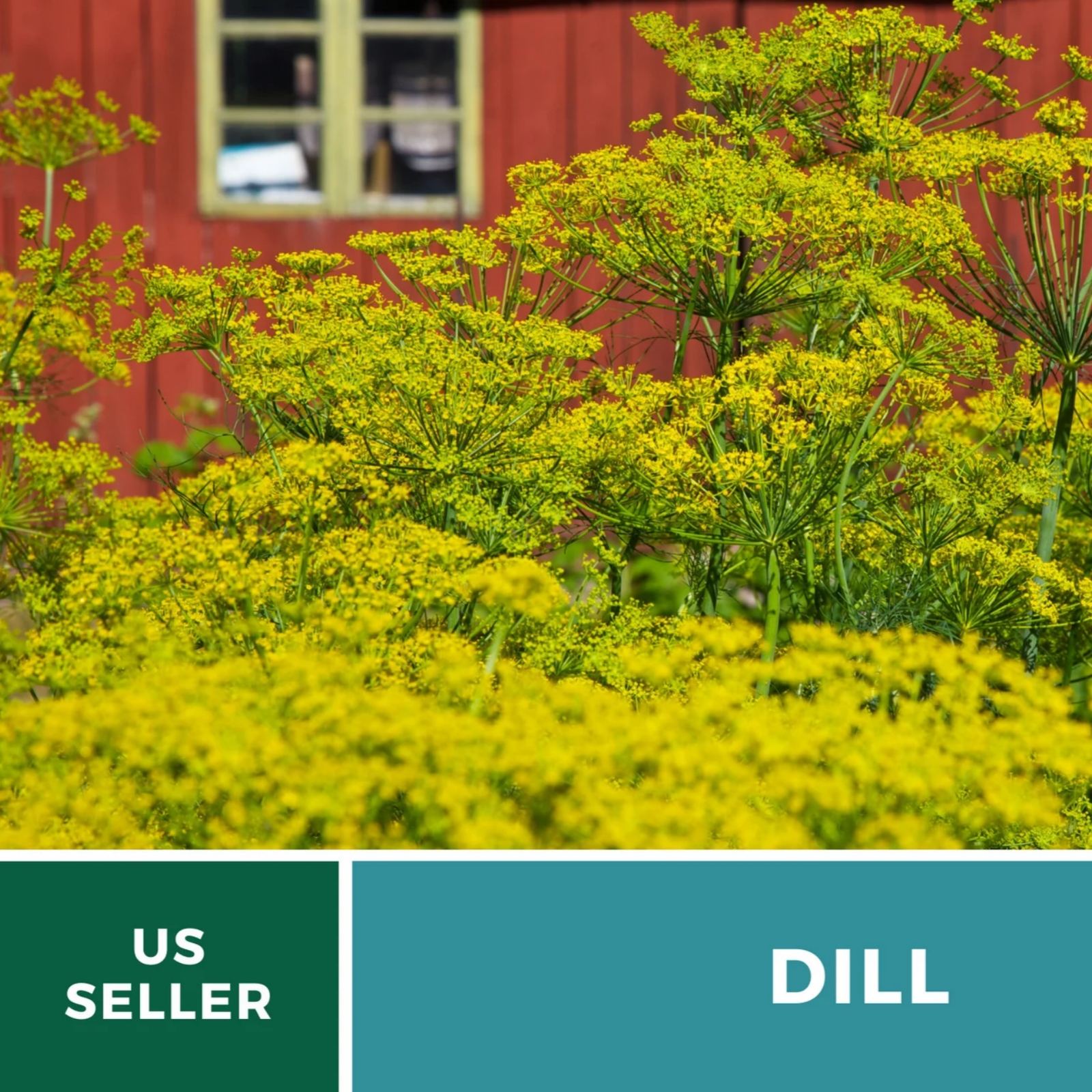 Bouquet Dill Seeds – Heirloom Culinary Herb, Non-GMO, Classic Pickling Variety (100 Seeds) 