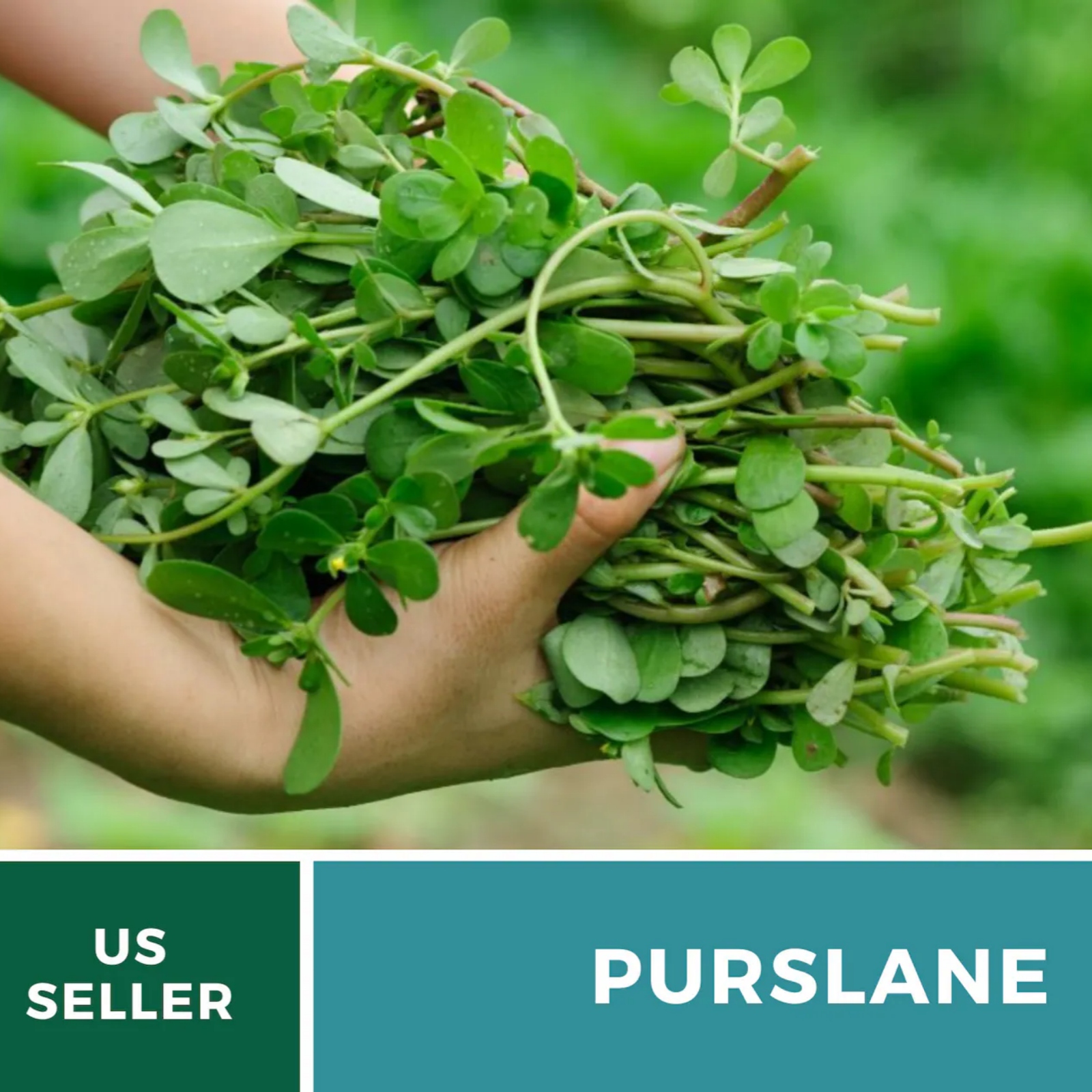  Purslane Seeds – Green Heirloom Leafy Green, Tangy and Nutritious, Culinary & Medicinal, Easy to Grow | 100 Seeds 