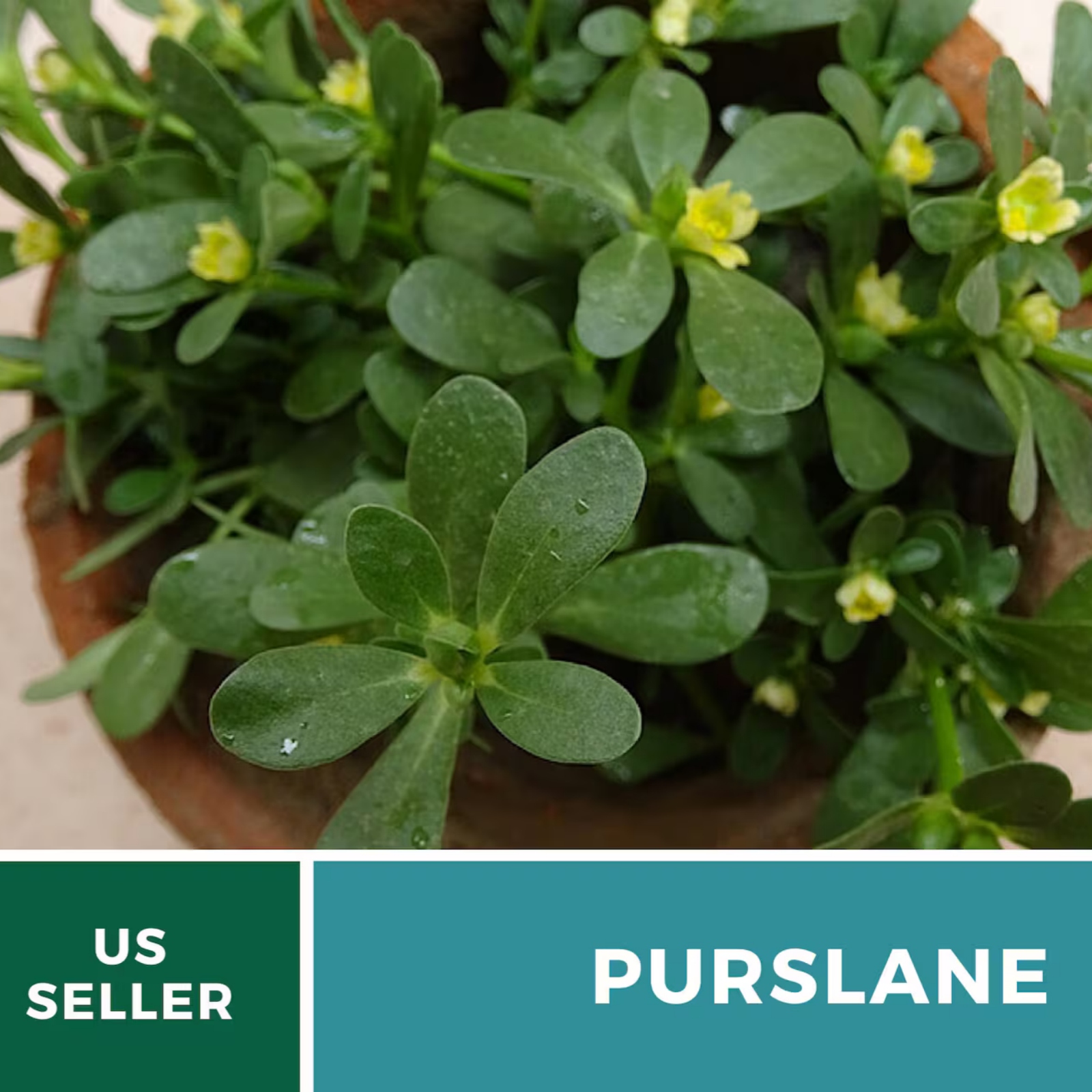 Purslane Seeds – Green Heirloom Leafy Green, Tangy and Nutritious, Culinary & Medicinal, Easy to Grow | 100 Seeds 