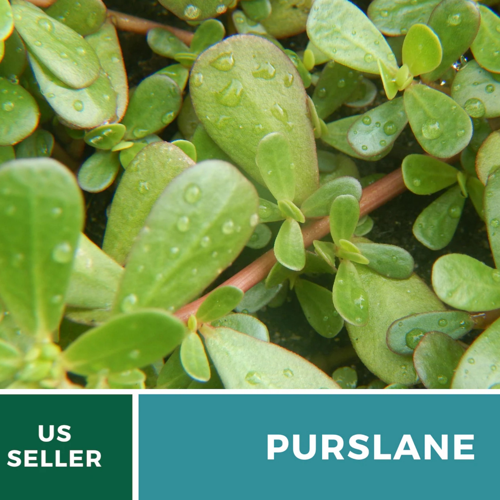  Purslane Seeds – Green Heirloom Leafy Green, Tangy and Nutritious, Culinary & Medicinal, Easy to Grow | 100 Seeds 