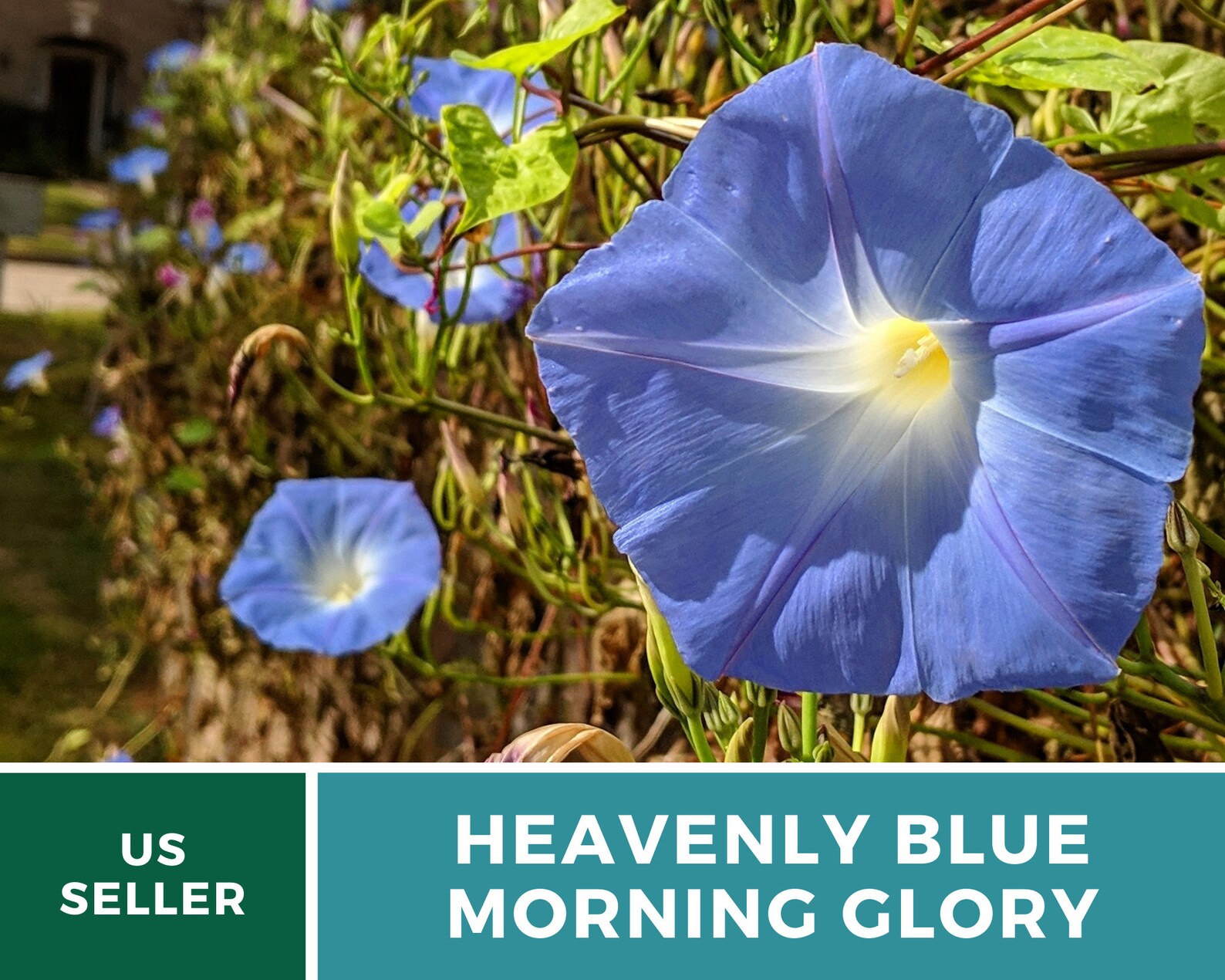  Heavenly Blue Morning Glory Seeds - Heirloom Vine, Brilliant Blue Blooms (50 Seeds) 