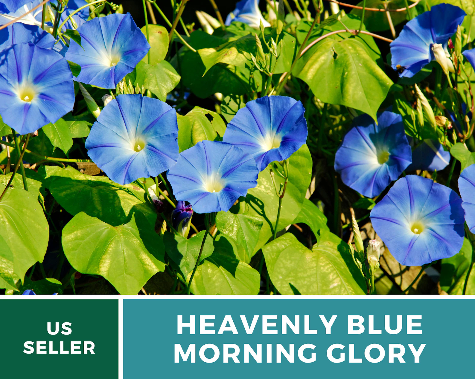  Heavenly Blue Morning Glory Seeds - Heirloom Vine, Brilliant Blue Blooms (50 Seeds) 