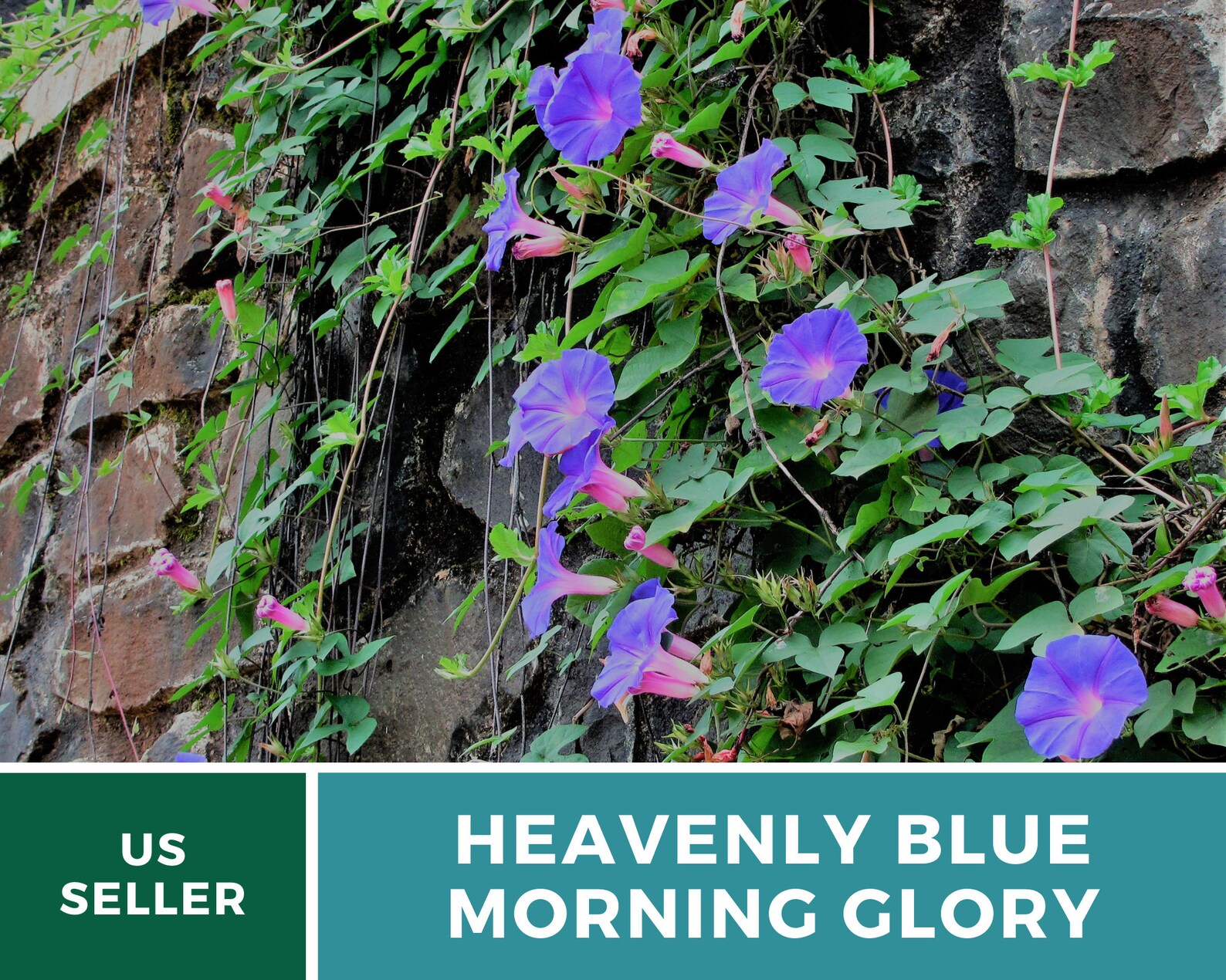  Heavenly Blue Morning Glory Seeds - Heirloom Vine, Brilliant Blue Blooms (50 Seeds) 