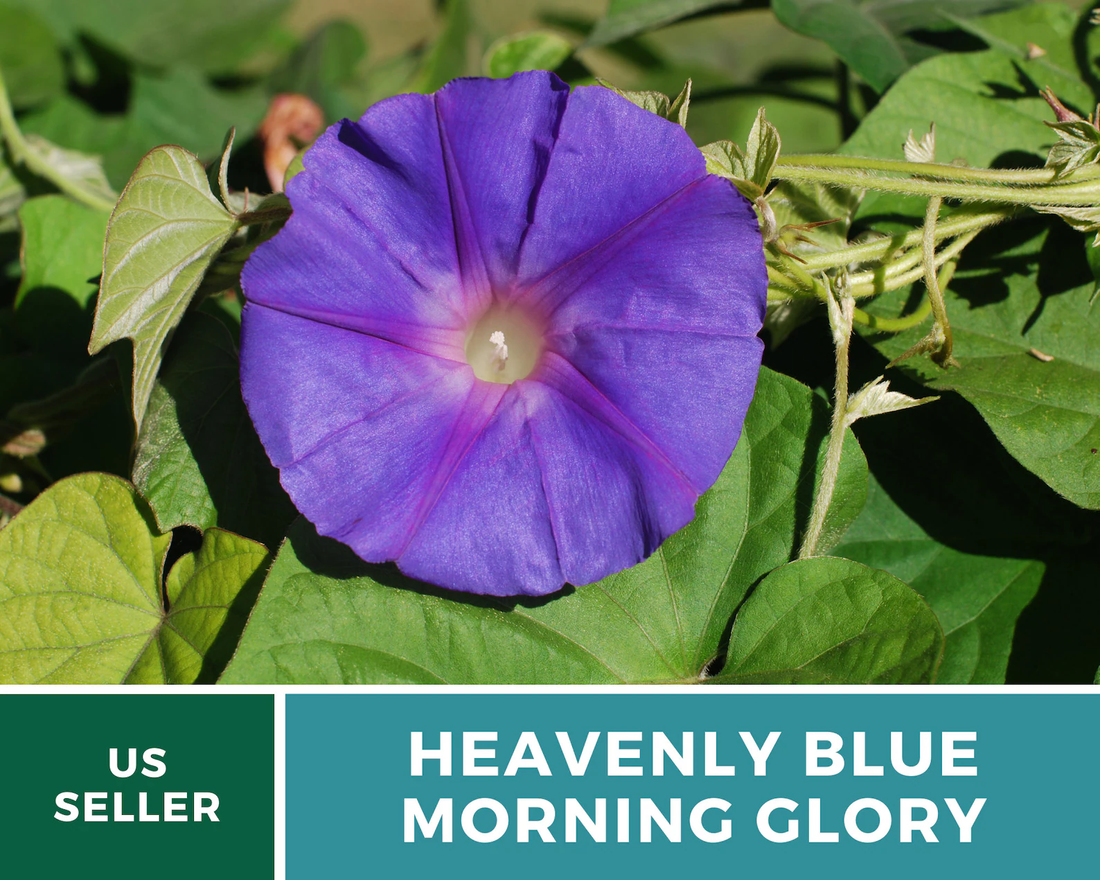  Heavenly Blue Morning Glory Seeds - Heirloom Vine, Brilliant Blue Blooms (50 Seeds) 