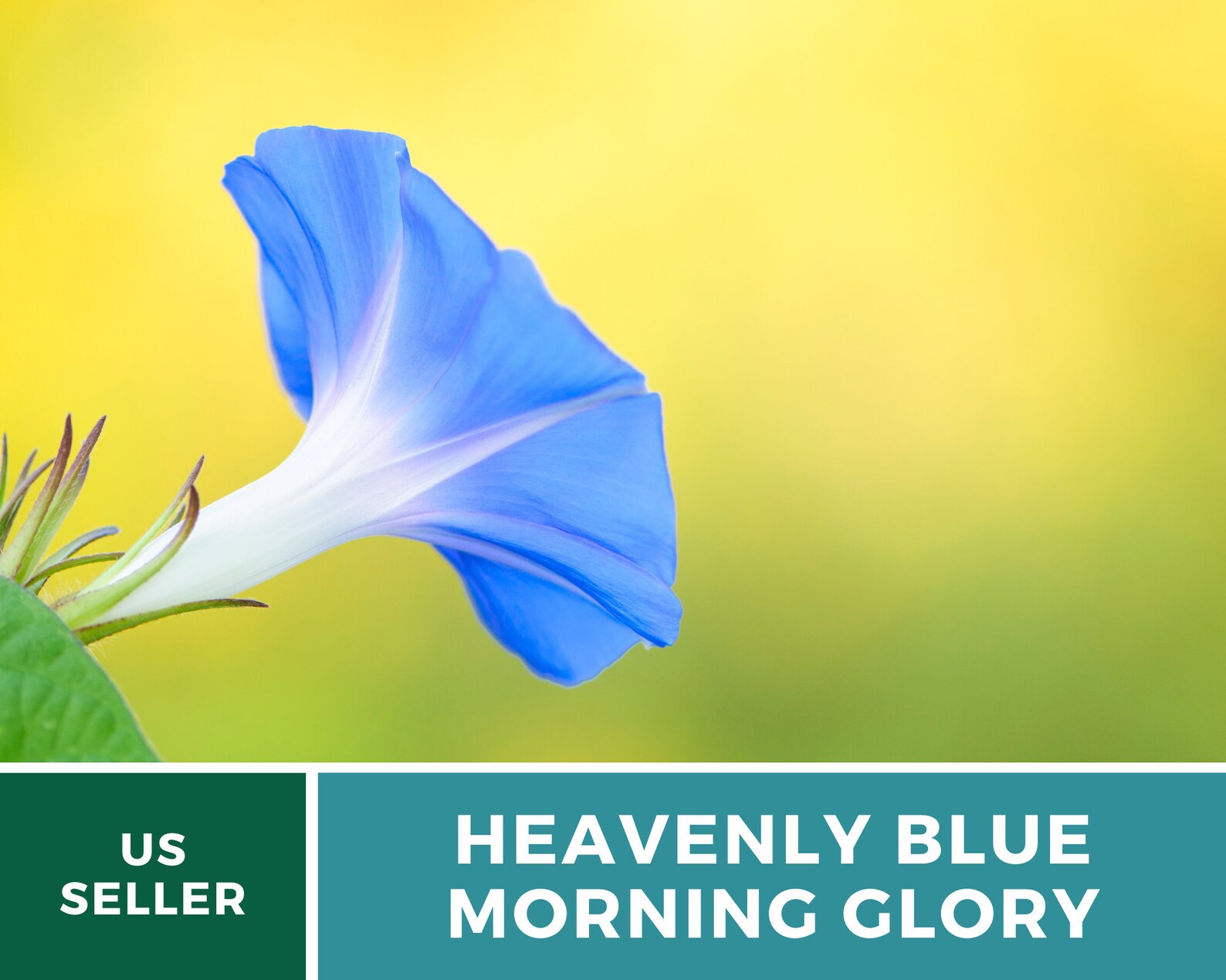  Heavenly Blue Morning Glory Seeds - Heirloom Vine, Brilliant Blue Blooms (50 Seeds) 