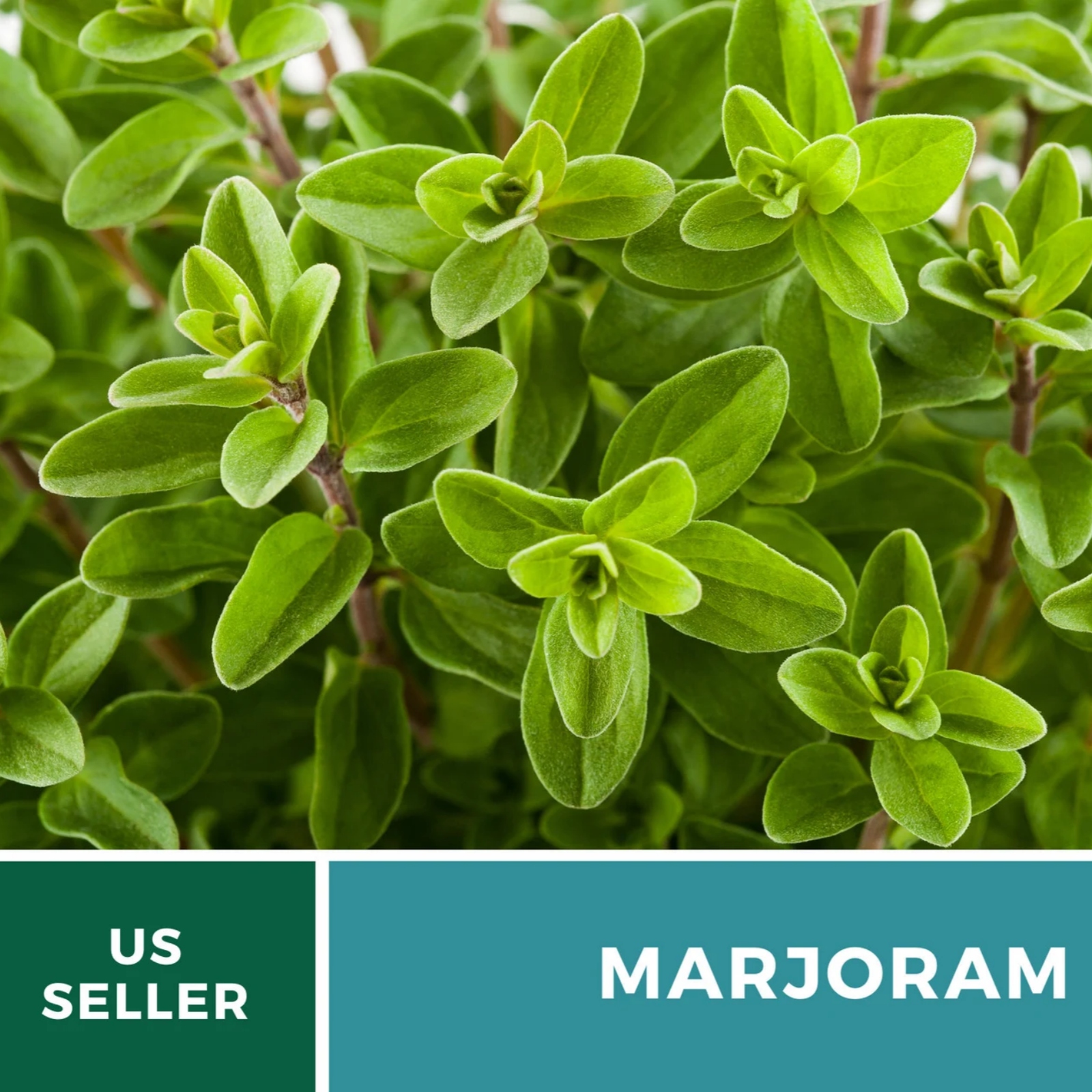  Sweet Marjoram Seeds – Heirloom Culinary & Medicinal Herb, Mediterranean Flavor, Non-GMO, Open Pollinated | 100 Seeds 