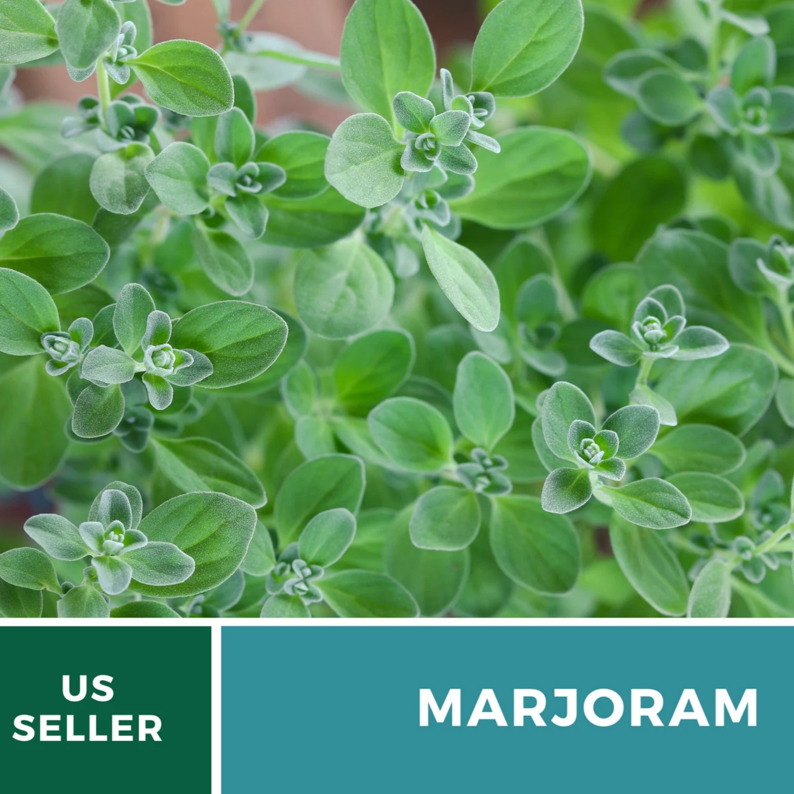  Sweet Marjoram Seeds – Heirloom Culinary & Medicinal Herb, Mediterranean Flavor, Non-GMO, Open Pollinated | 100 Seeds 
