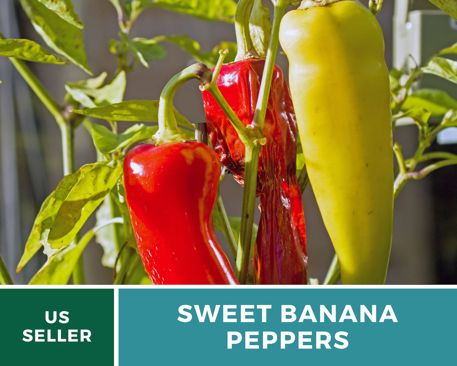  Sweet Banana Pepper Seeds – Heirloom, Award Winning Mild Variety, Non-GMO (25 Seeds) 