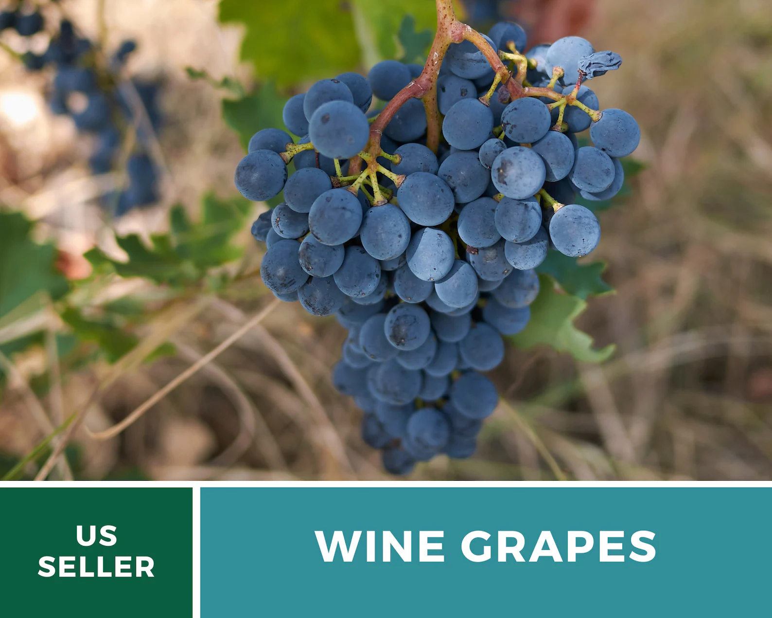  Wine Grape Seeds – Heirloom Fruit, Wine-Making & Vineyard Favorite, Classic Grape Variety | 35 Seeds 