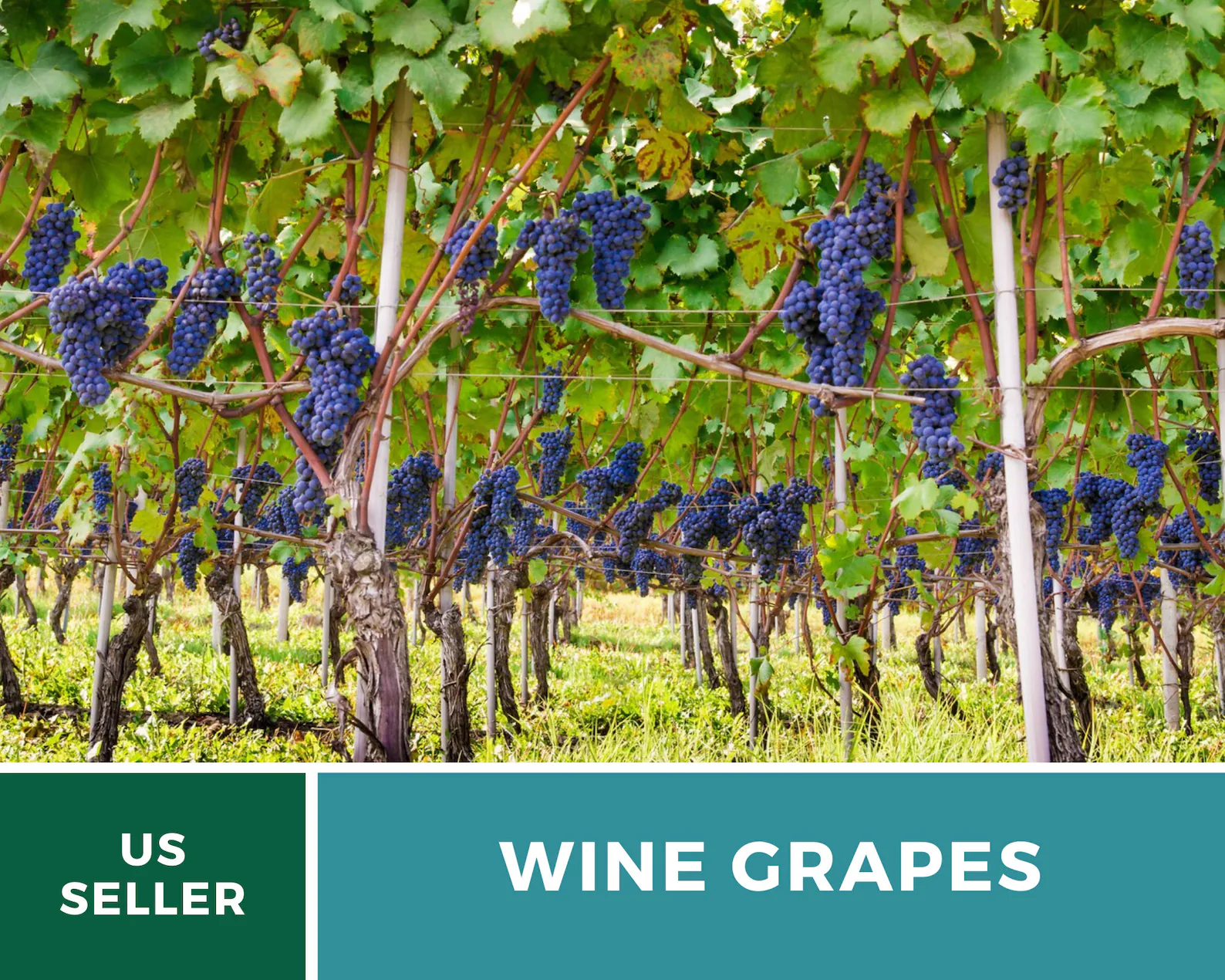  Wine Grape Seeds – Heirloom Fruit, Wine-Making & Vineyard Favorite, Classic Grape Variety | 35 Seeds 