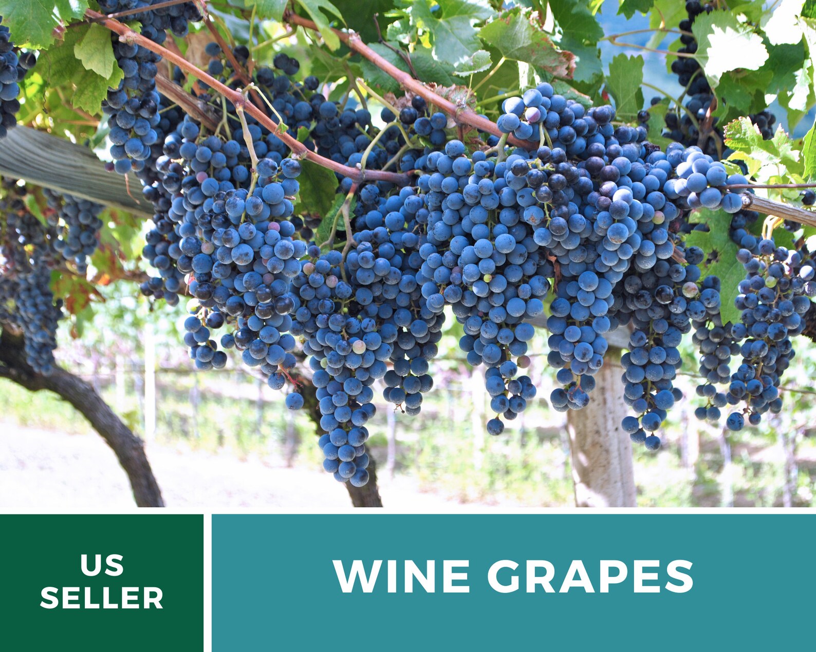 Wine Grape Seeds – Heirloom Fruit, Wine-Making & Vineyard Favorite, Classic Grape Variety | 35 Seeds 