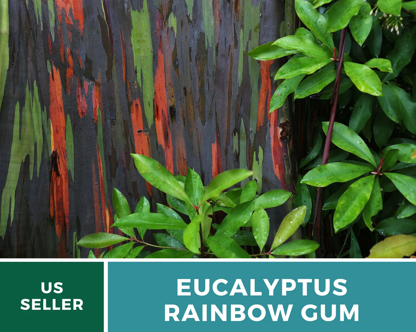  Rainbow Eucalyptus Tree Seeds – Heirloom Colorful Bark, Ornamental Landscape (100 Seeds) 