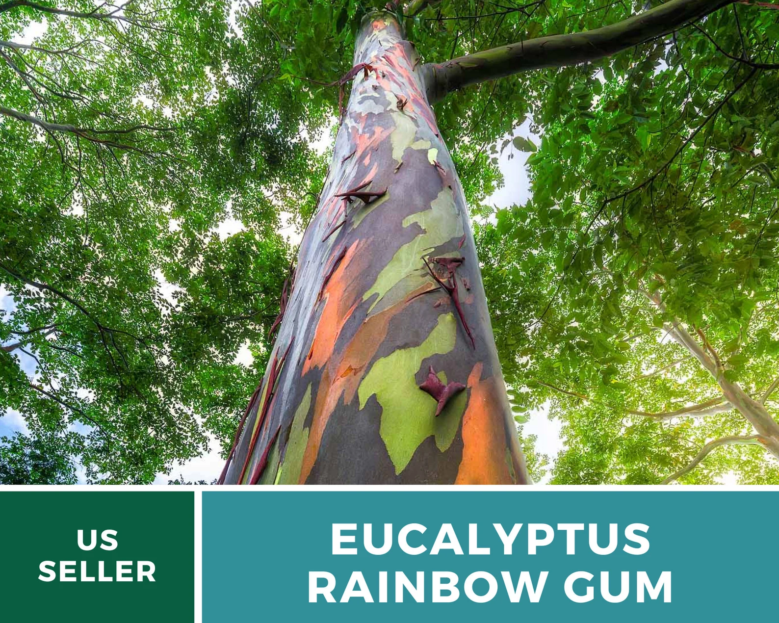  Rainbow Eucalyptus Tree Seeds – Heirloom Colorful Bark, Ornamental Landscape (100 Seeds) 