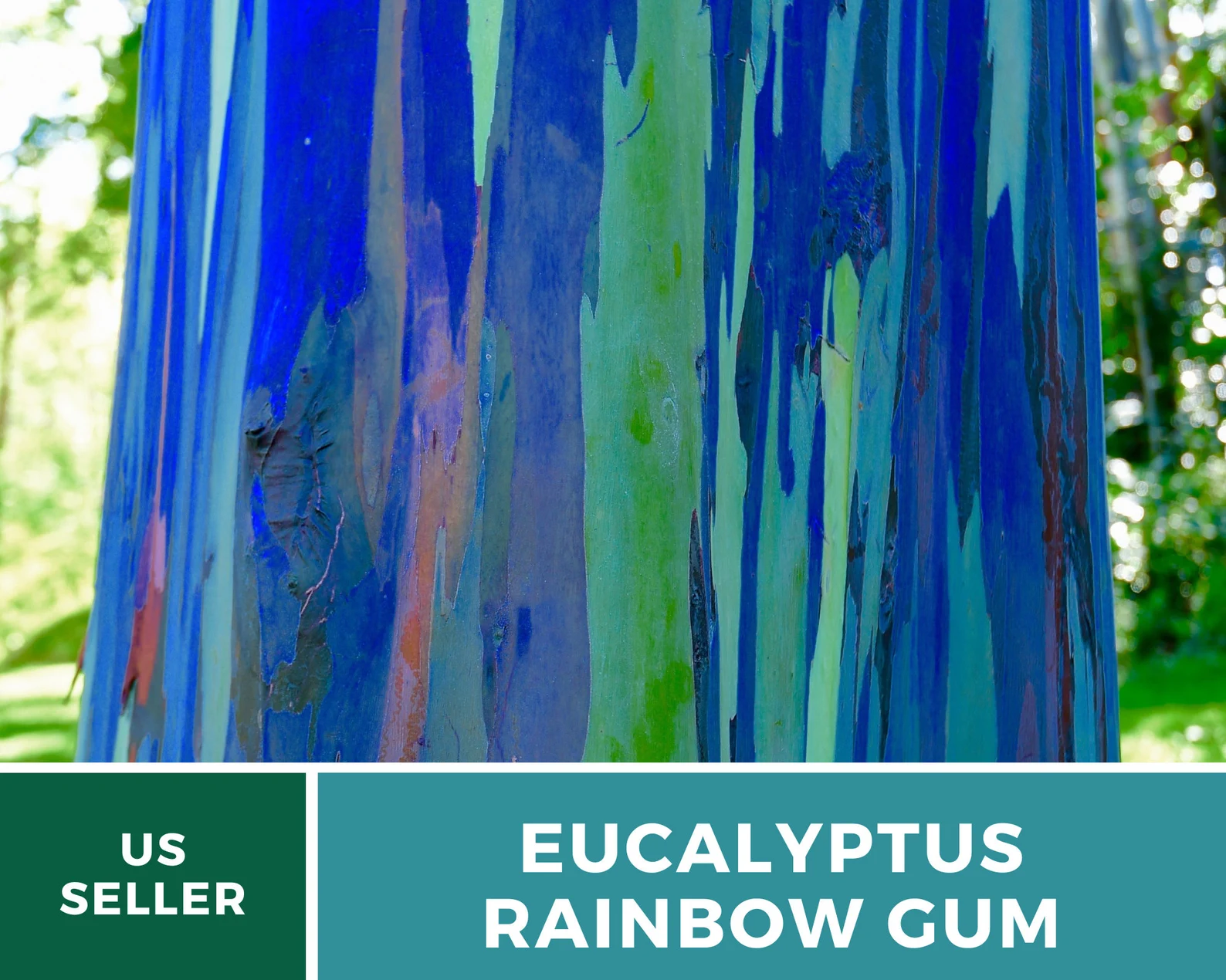  Rainbow Eucalyptus Tree Seeds – Heirloom Colorful Bark, Ornamental Landscape (100 Seeds) 