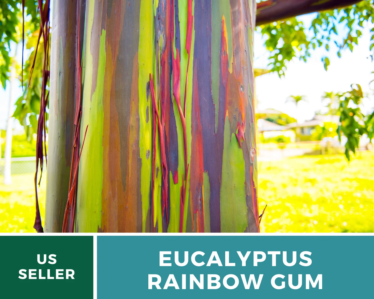  Rainbow Eucalyptus Tree Seeds – Heirloom Colorful Bark, Ornamental Landscape (100 Seeds) 