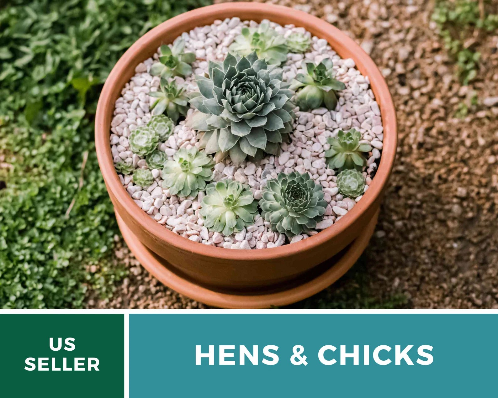  Hens & Chicks, Cactus Mix - 30 Seeds - Heirloom Succulent - Drought-Tolerant Plant (Sempervivum spp.) 