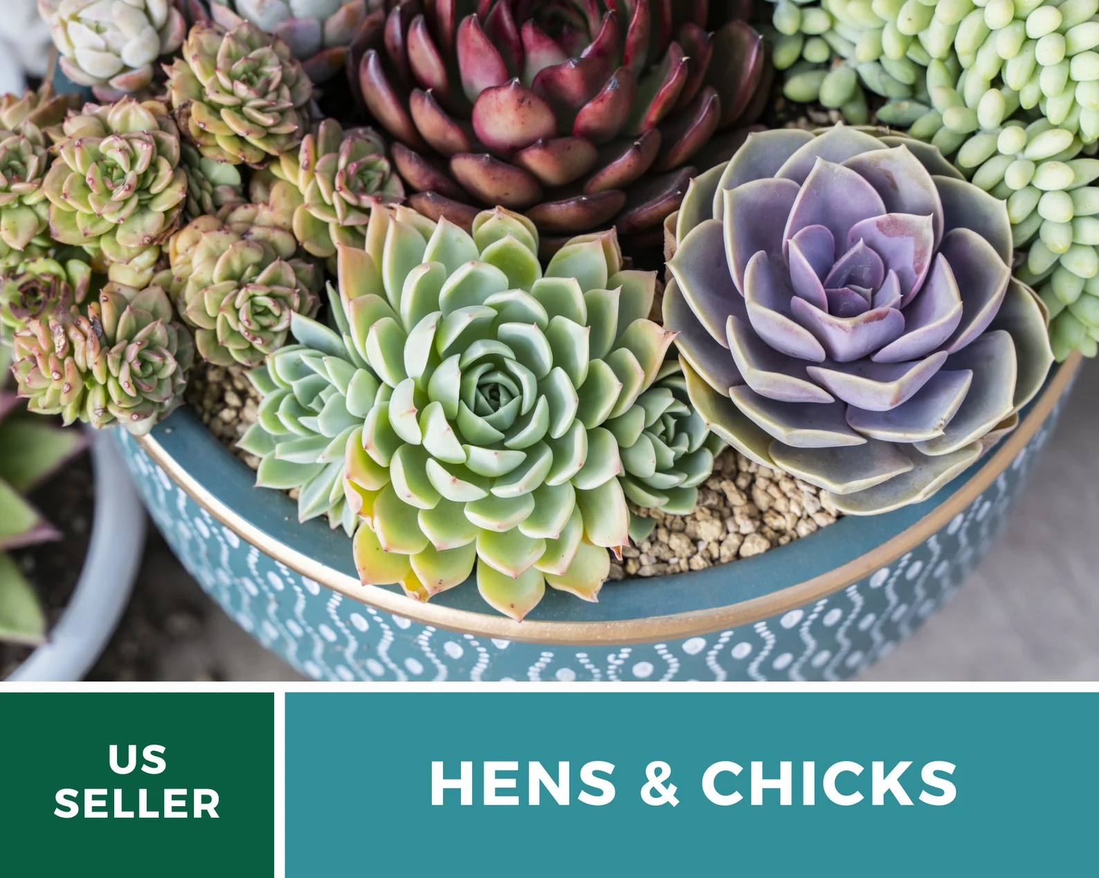  Hens & Chicks, Cactus Mix - 30 Seeds - Heirloom Succulent - Drought-Tolerant Plant (Sempervivum spp.) 