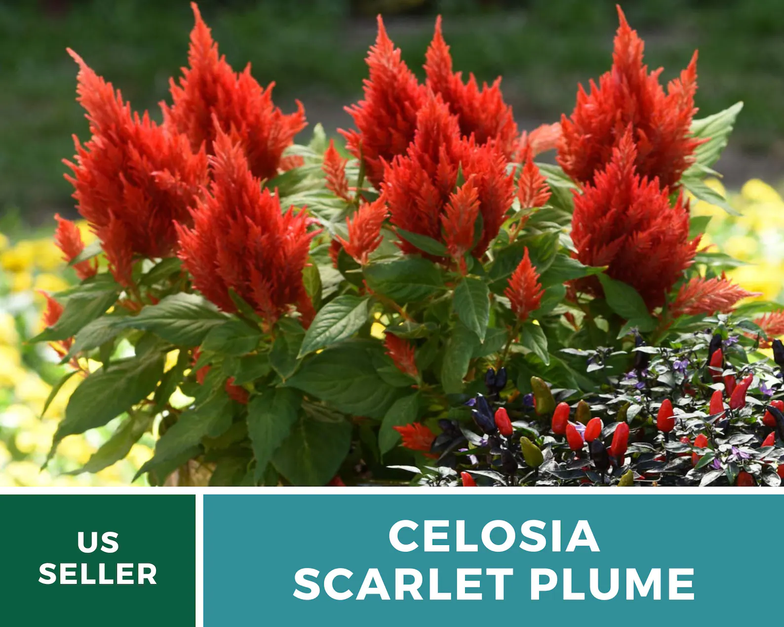  Celosia Scarlet Plume Seeds – Heirloom Ornamental Flower, Non‑GMO & Open Pollinated, Fiery Scarlet Plumes, Cut Flower Favorite | 100 Seeds 