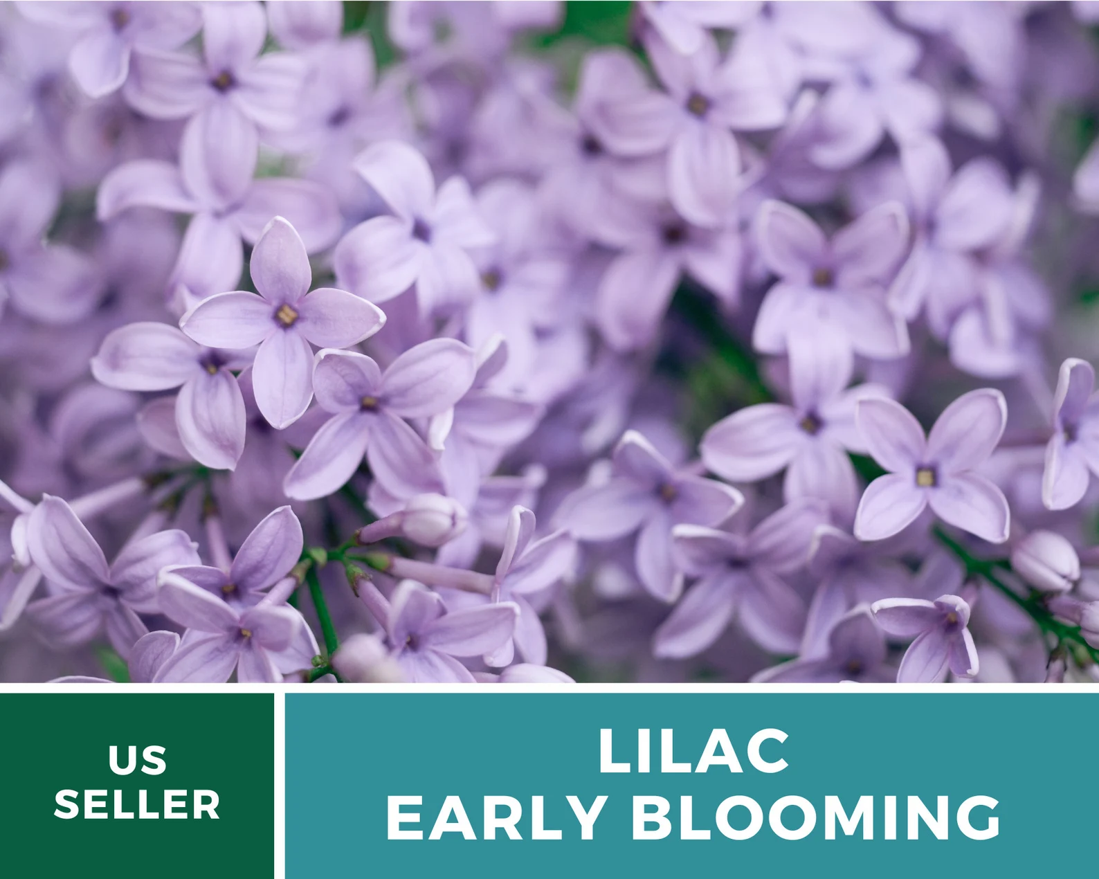  Early Blooming Lilac Seeds – Heirloom Shrub, Fragrant and Beautiful Blooms, Early Spring Flowering | 30 Seeds 
