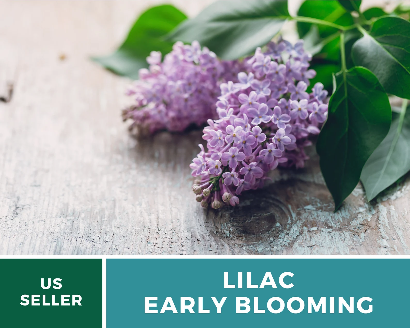  Early Blooming Lilac Seeds – Heirloom Shrub, Fragrant and Beautiful Blooms, Early Spring Flowering | 30 Seeds 