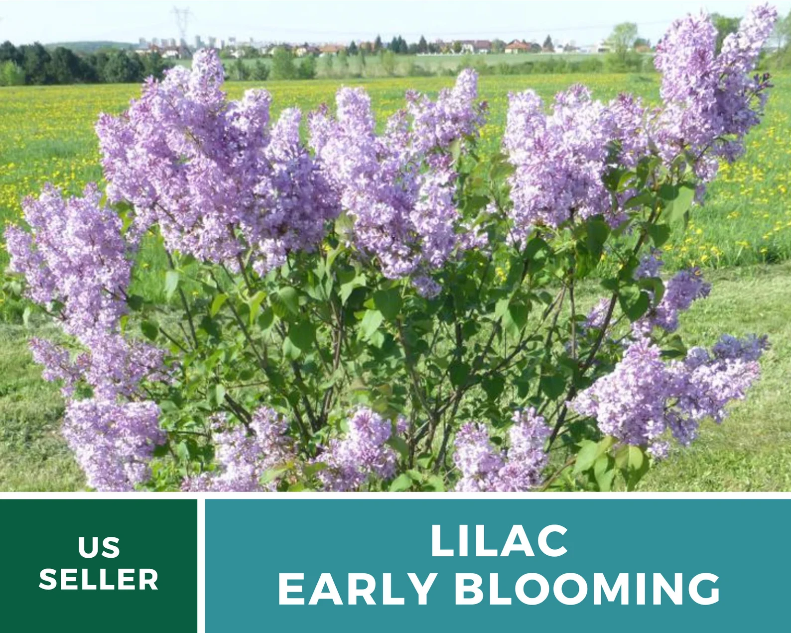  Early Blooming Lilac Seeds – Heirloom Shrub, Fragrant and Beautiful Blooms, Early Spring Flowering | 30 Seeds 