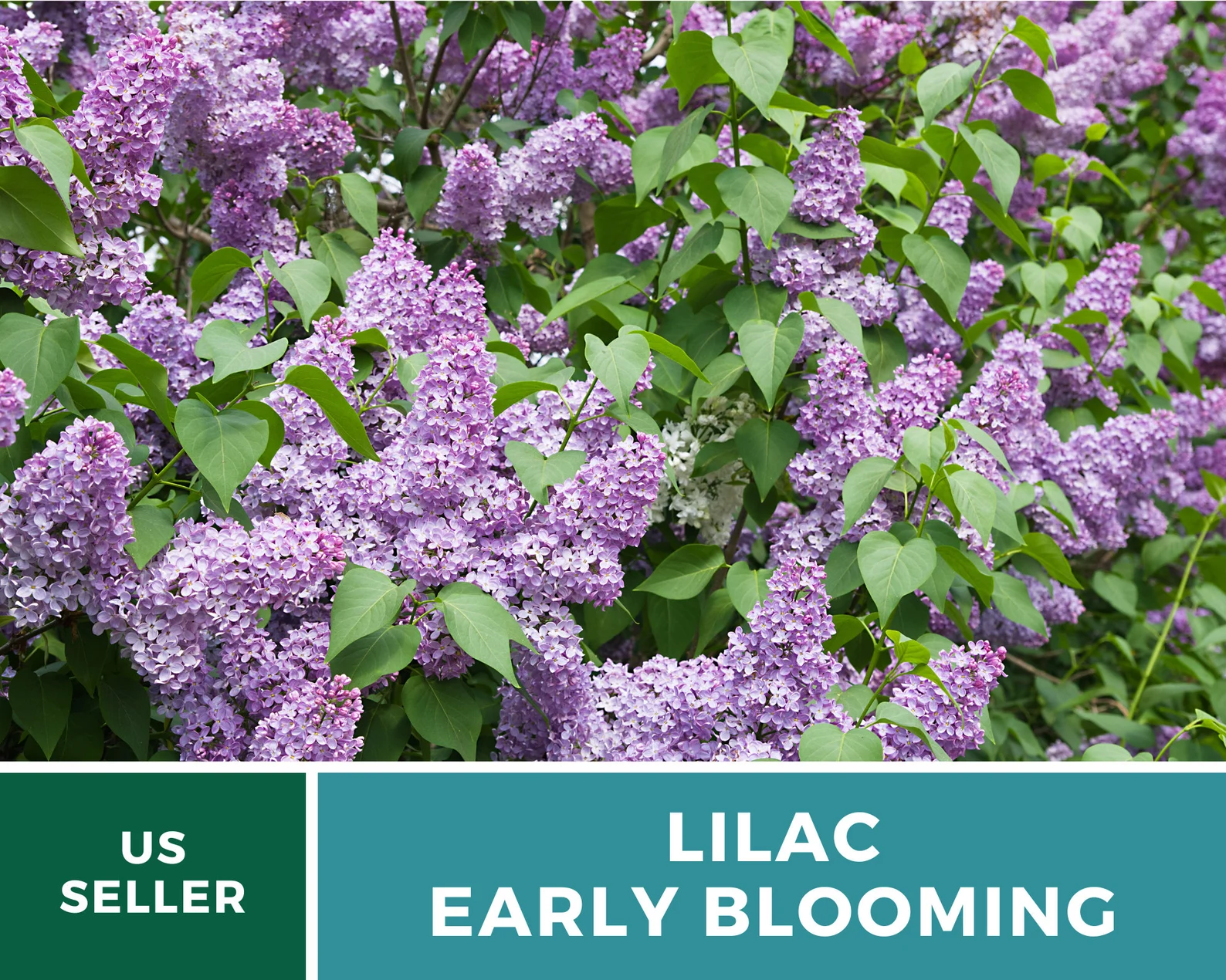  Early Blooming Lilac Seeds – Heirloom Shrub, Fragrant and Beautiful Blooms, Early Spring Flowering | 30 Seeds 