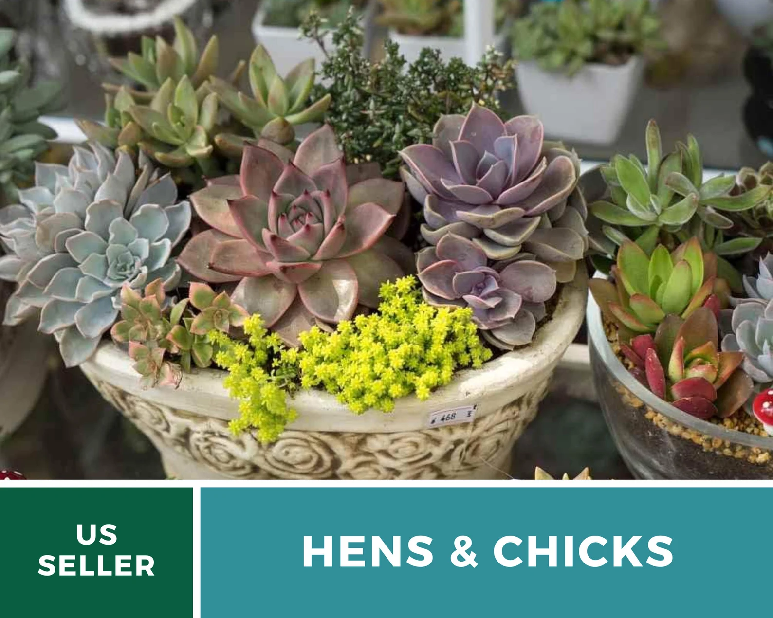  Hens & Chicks, Cactus Mix - 30 Seeds - Heirloom Succulent - Drought-Tolerant Plant (Sempervivum spp.) 