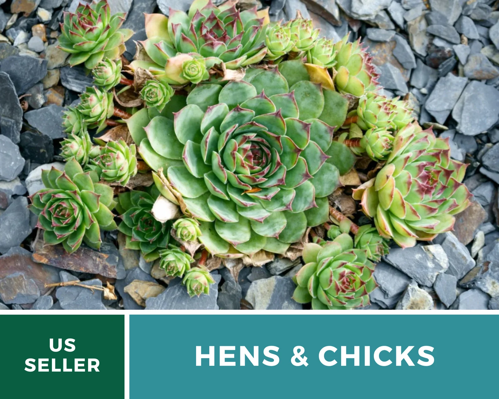  Hens & Chicks, Cactus Mix - 30 Seeds - Heirloom Succulent - Drought-Tolerant Plant (Sempervivum spp.) 