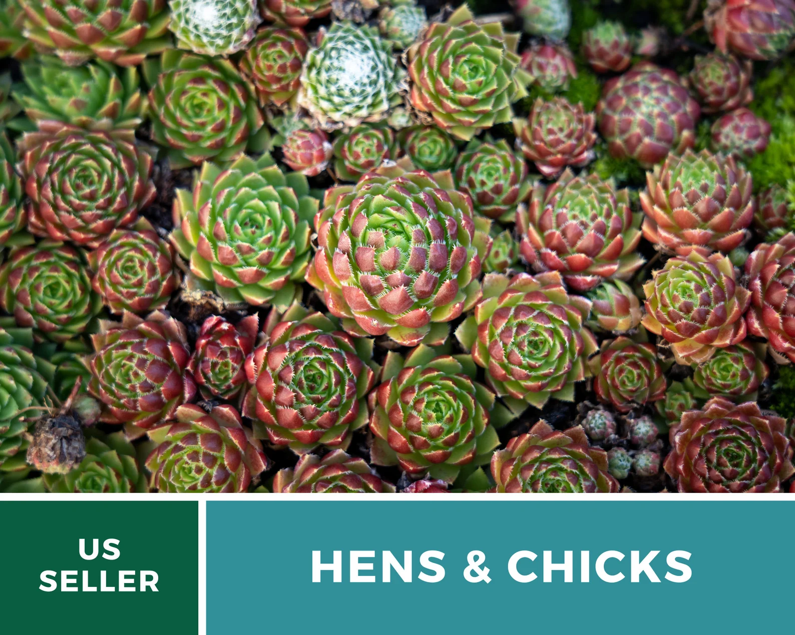  Hens & Chicks, Cactus Mix - 30 Seeds - Heirloom Succulent - Drought-Tolerant Plant (Sempervivum spp.) 