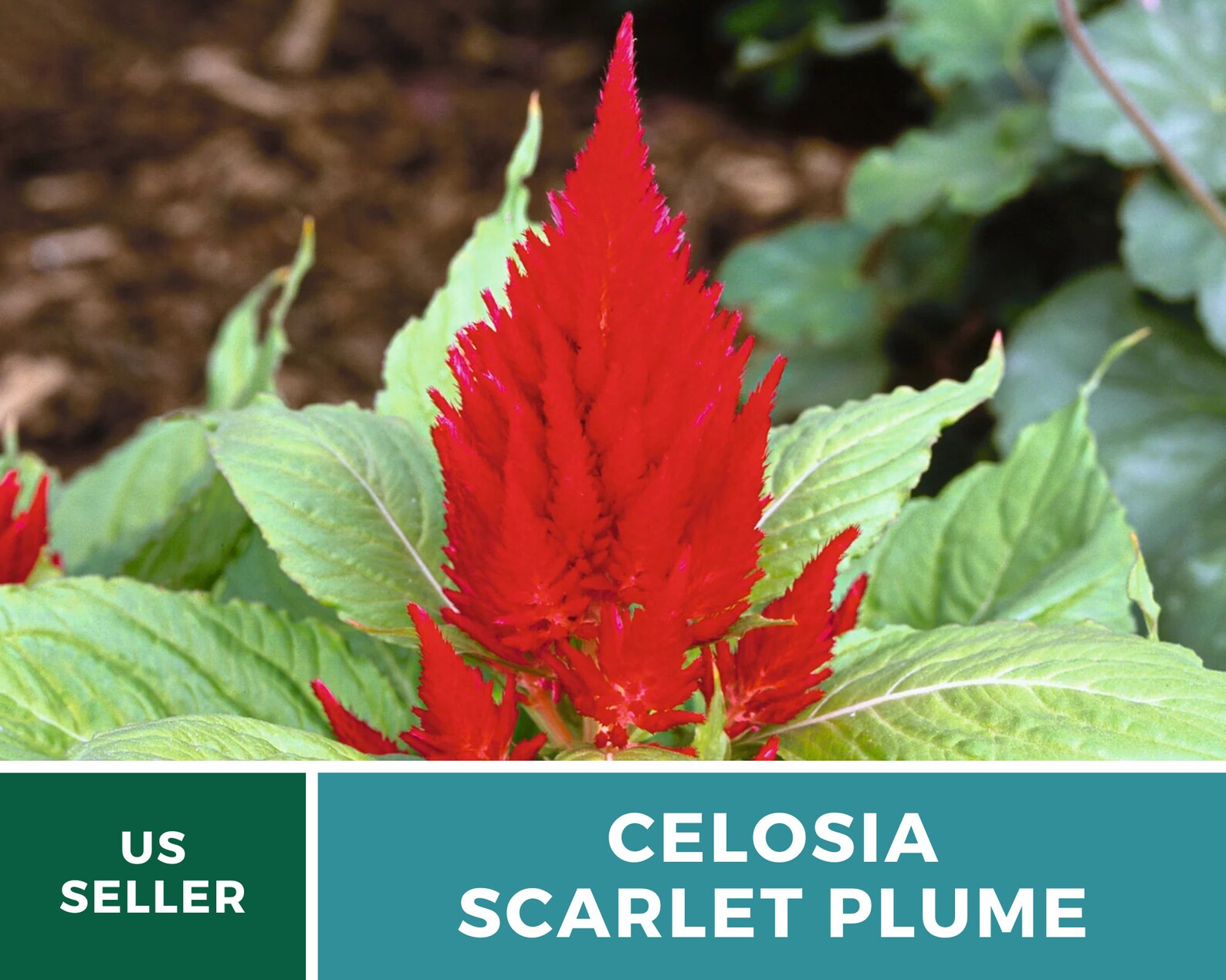  Celosia Scarlet Plume Seeds – Heirloom Ornamental Flower, Non‑GMO & Open Pollinated, Fiery Scarlet Plumes, Cut Flower Favorite | 100 Seeds 