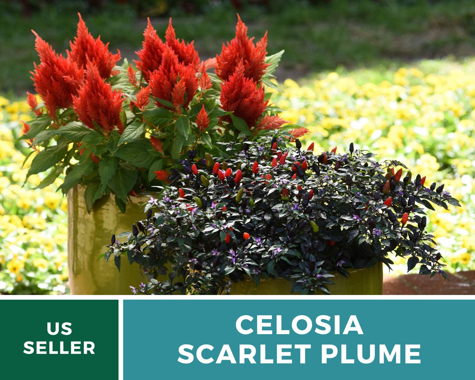  Celosia Scarlet Plume Seeds – Heirloom Ornamental Flower, Non‑GMO & Open Pollinated, Fiery Scarlet Plumes, Cut Flower Favorite | 100 Seeds 
